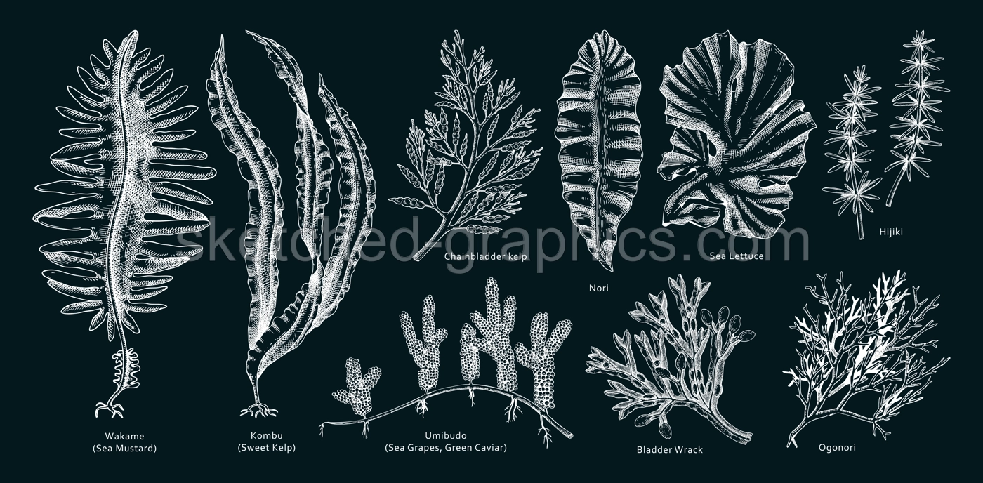 Hand drawn seaweed vector illustrations. Hand drawn sea vegetables - kelp, wakame, kombu, hijiki vector illustration. Edible algae drawings with names on chalkboard. Asian menu design elements Illustration